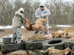 網(wǎng)傳“今珠多糖可防治非洲豬瘟”是真是假？