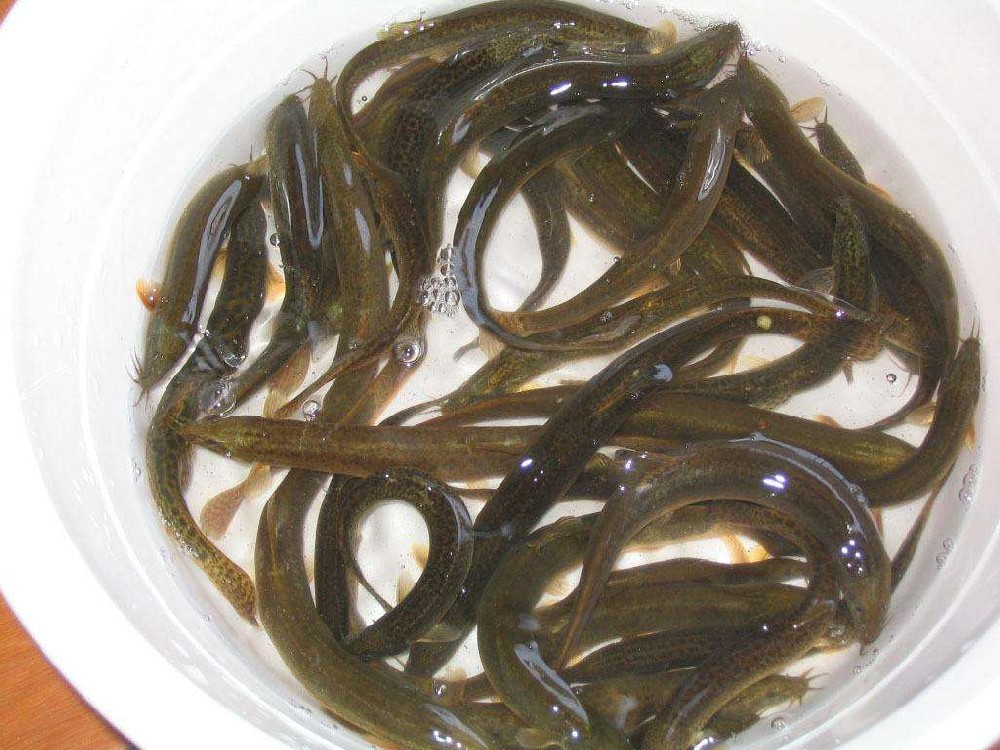 泥鰍中檢測出獸藥殘留，水產(chǎn)品購買時一定要警惕!