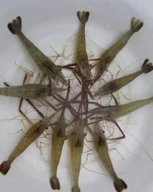 農(nóng)貿(mào)市場中出售的河蝦、鴨肫獸藥殘留超標，購買時一定要注意