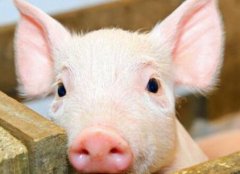 瘦肉精檢測儀如何杜絕豬肉“瘦肉精”問題？