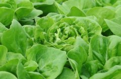 農(nóng)殘快速檢測儀對同植株的檢測結(jié)果一致嗎？