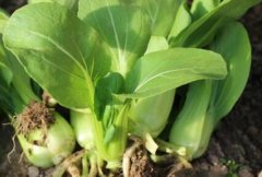 農(nóng)藥殘留速測儀可以規(guī)范農(nóng)藥的使用嗎？